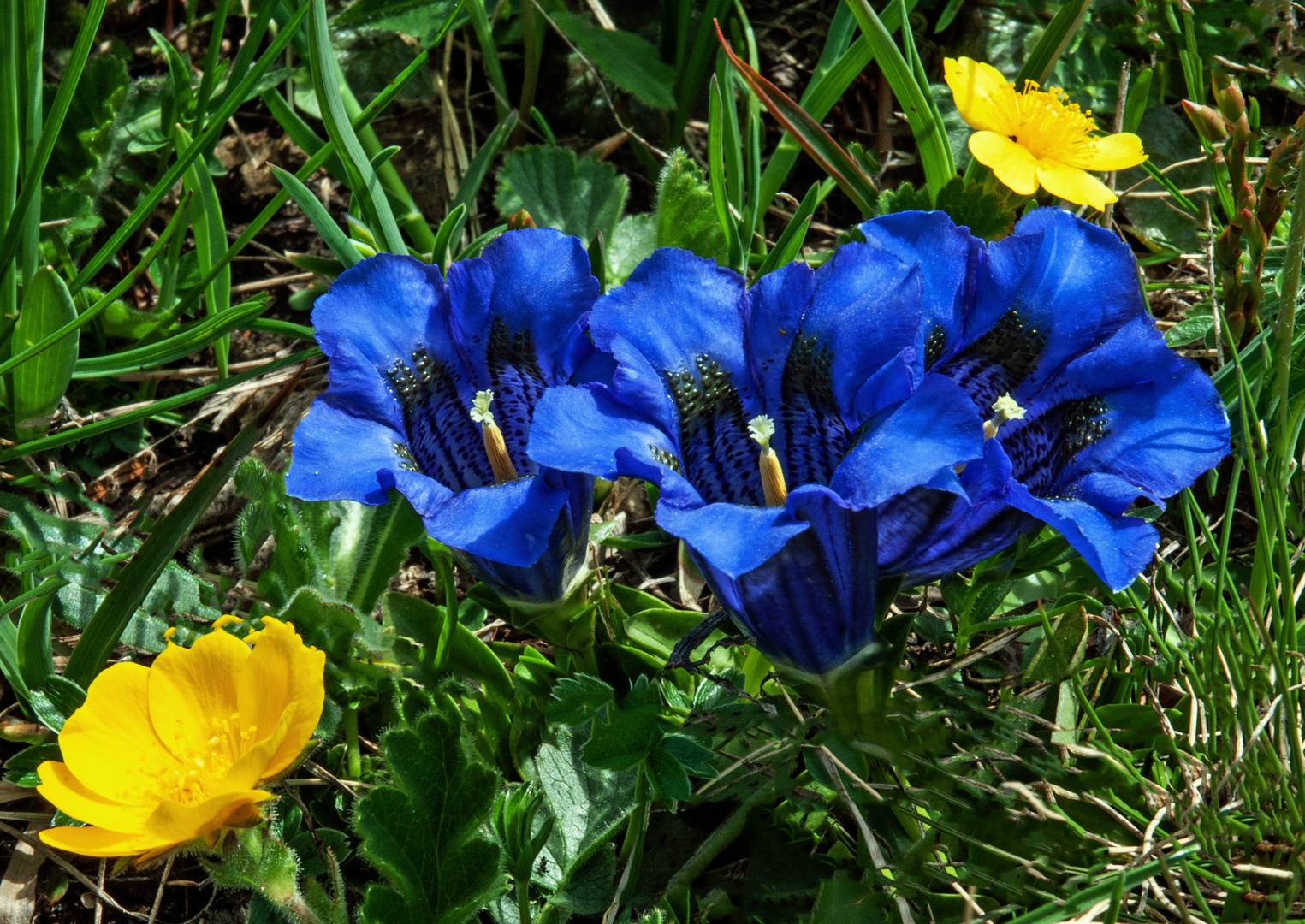 Kochersche Enzianen auf der Riederalp