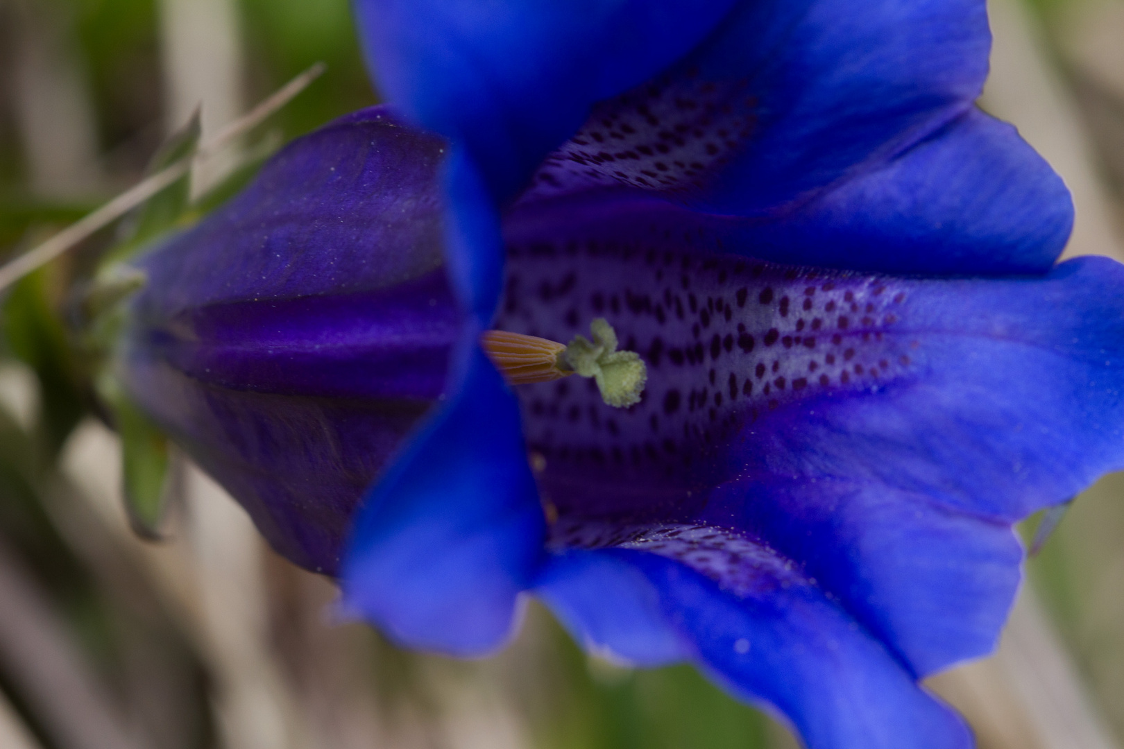 Koch'scher Enzian / Gentiana acaulis 27.05.2012