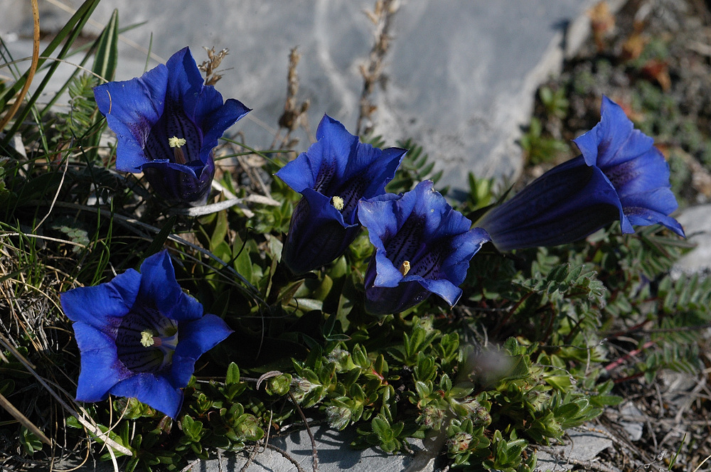 Kochscher Enzian ( Gentisna acaulis)