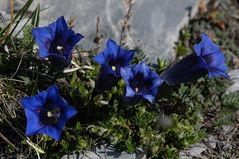 Kochscher Enzian ( Gentisna acaulis)