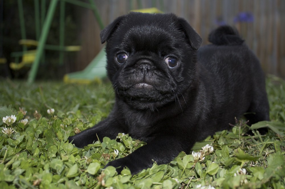 Koda the Black Pug Puppy