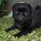 Koda the Black Pug Puppy