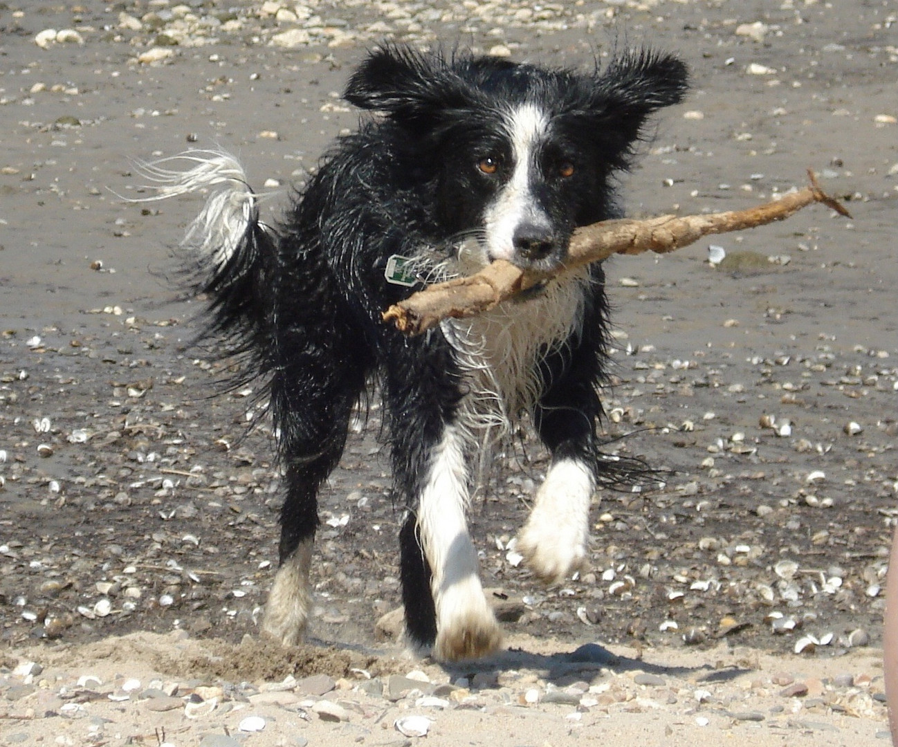 Koda und ihr Stöckchen