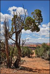 [ Kodachrome Basin SP ]