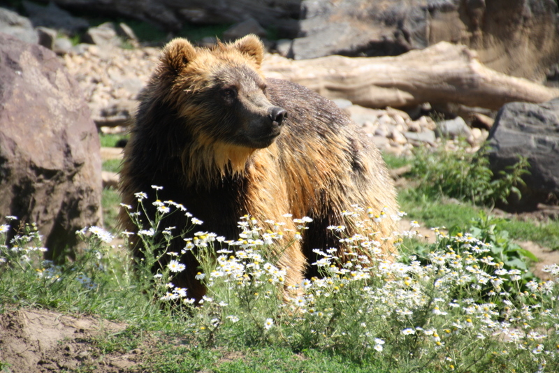 Kodiak