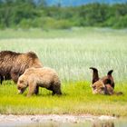 Kodiak Alaska