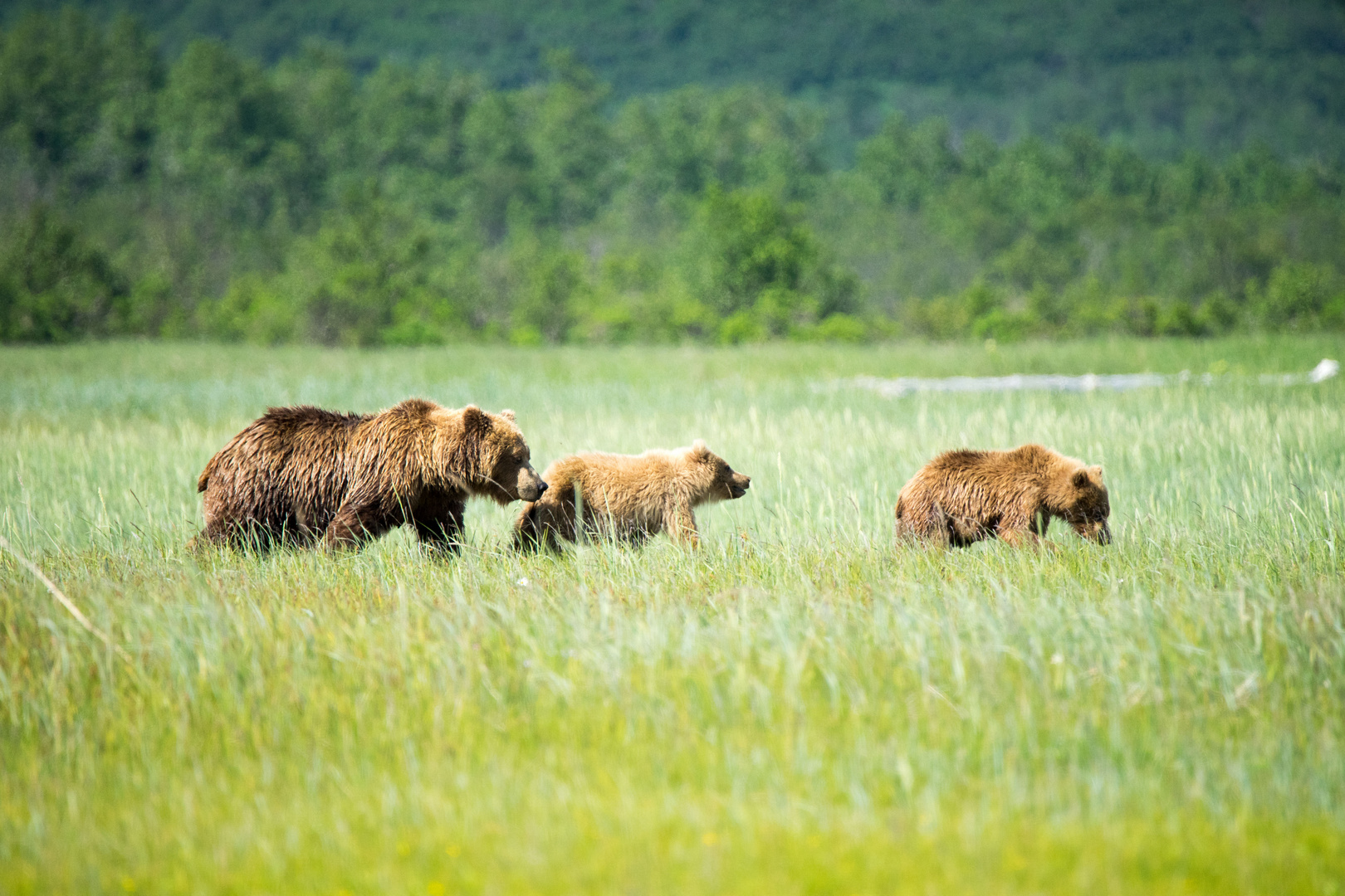 Kodiak Alaska