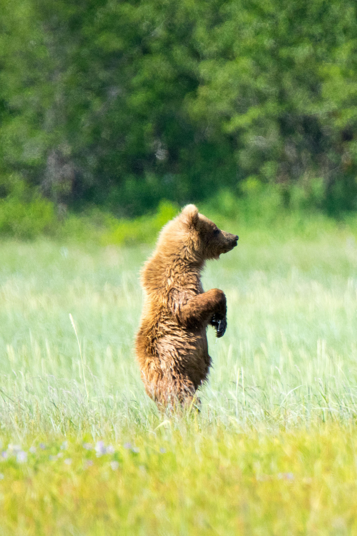 Kodiak Alaska