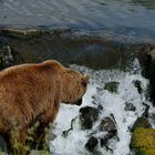 Kodiak Bär auf Futtersuche