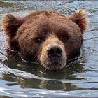 Kodiak Baer beim Schwimmen.