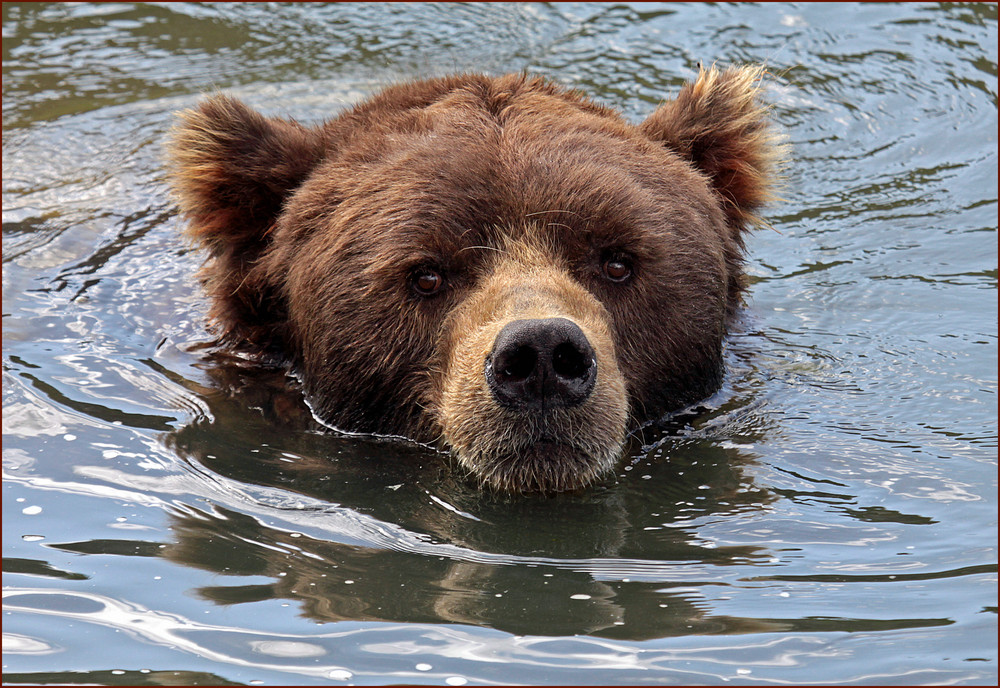 Kodiak Baer beim Schwimmen.