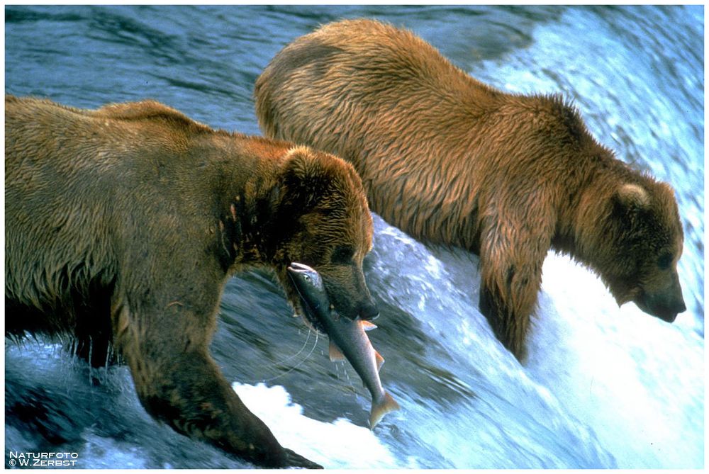 - Kodiak Bären beim Lachs fischen - ( Ursus artcttos )