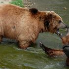 Kodiak-Bären in der Zoom-Erlebniswelt