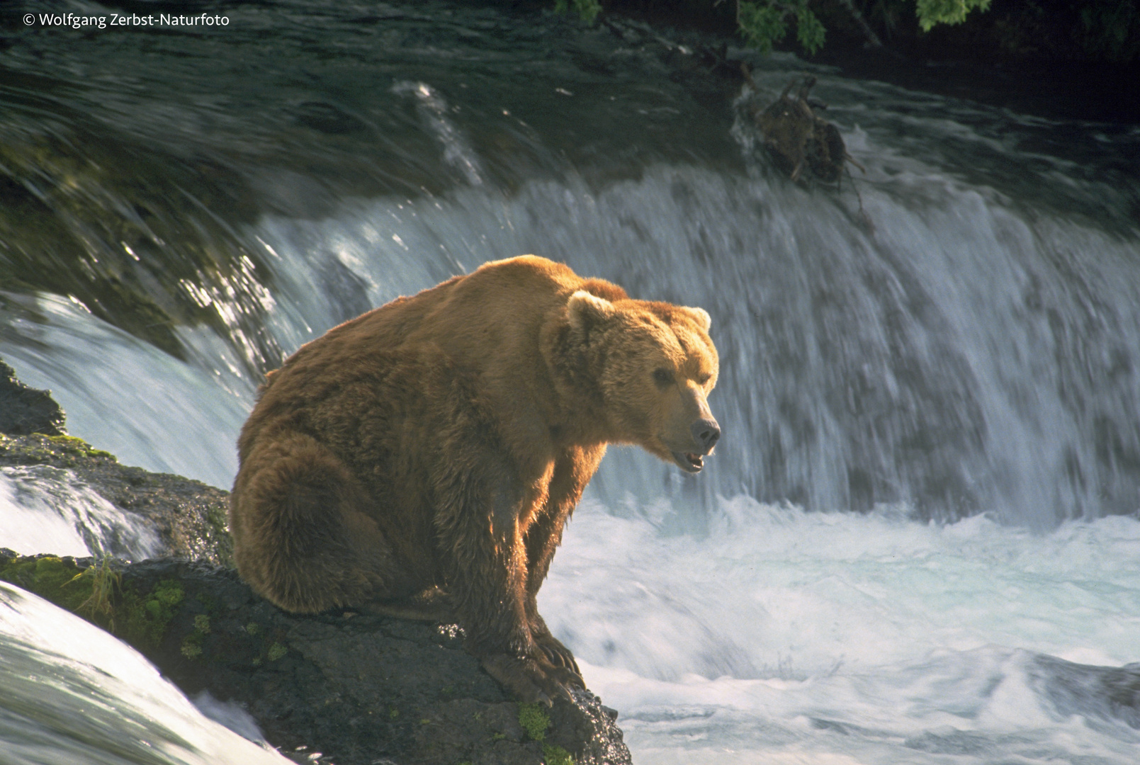 -- Kodiakbär 2 --