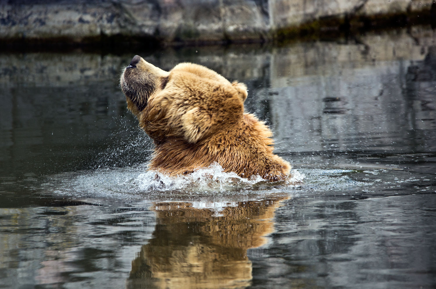 Kodiakbär