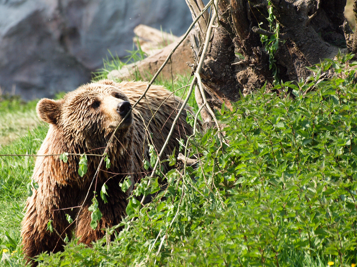 Kodiakbär