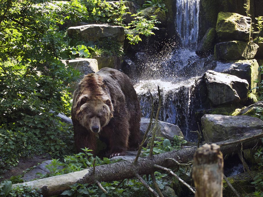 Kodiakbär