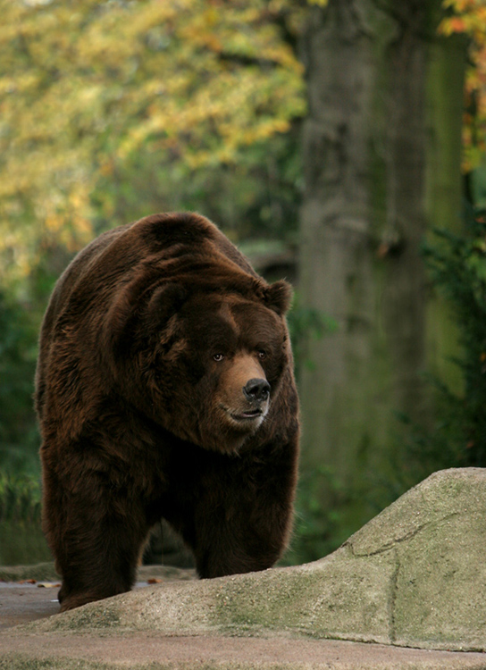 Kodiakbär