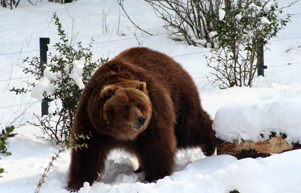 Kodiakbär