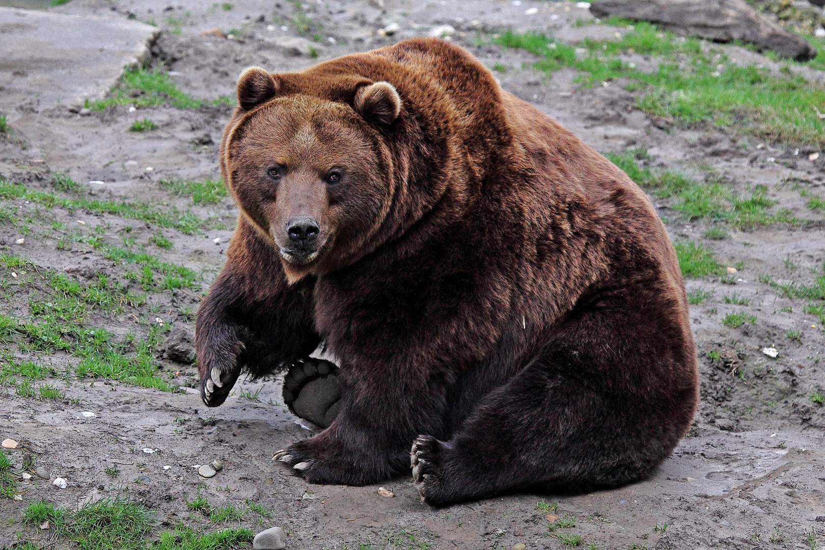 Kodiakbär