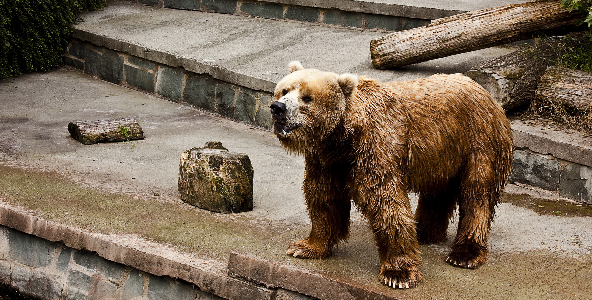 Kodiakbär