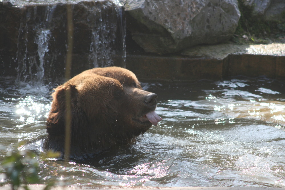 Kodiakbär beim Baden