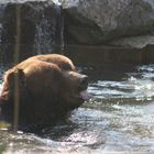 Kodiakbär beim Baden