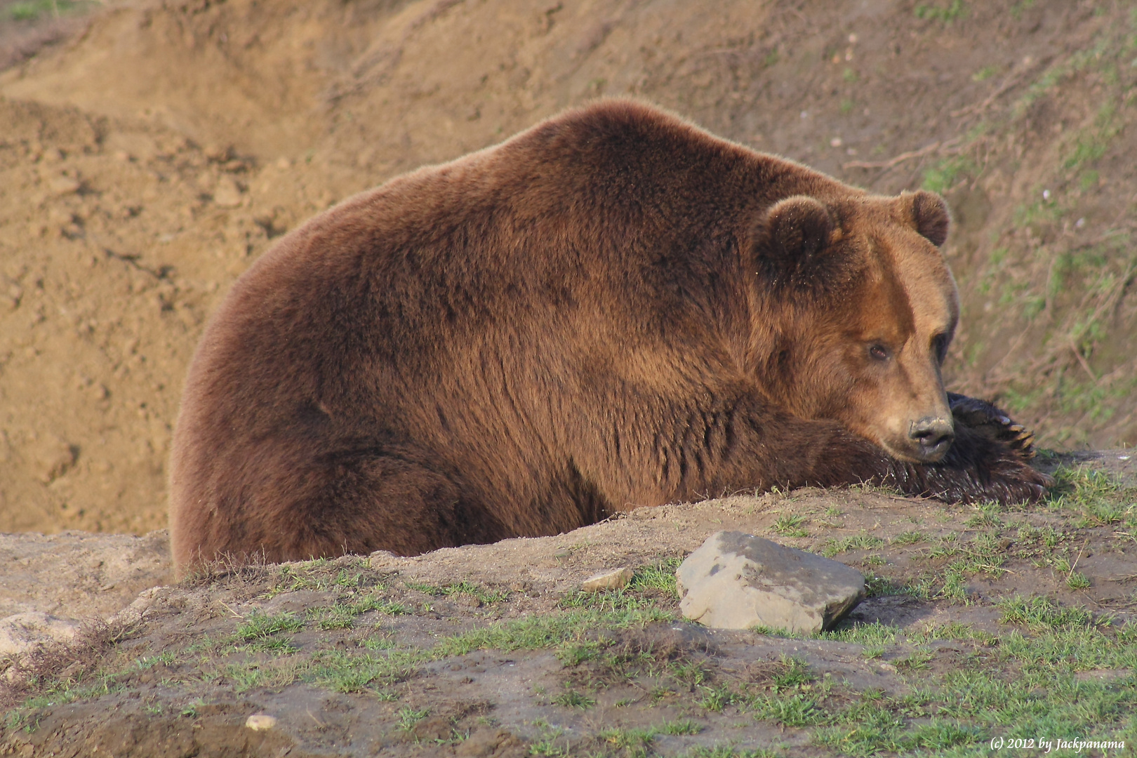 Kodiakbär Buffy im Zoom-Zoo, Gelsenkirchen