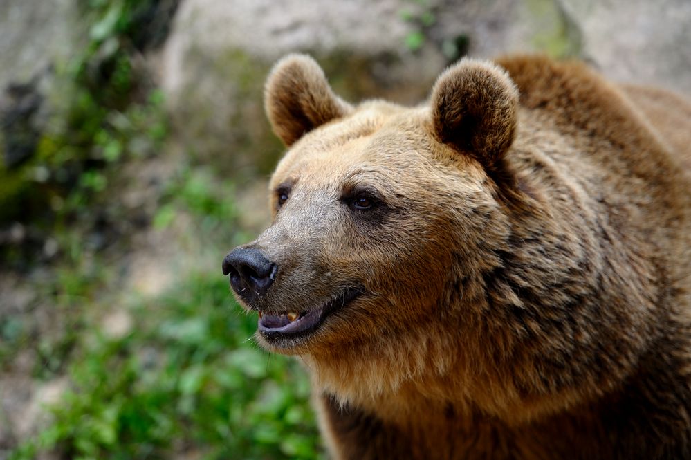 "Kodiakbär"