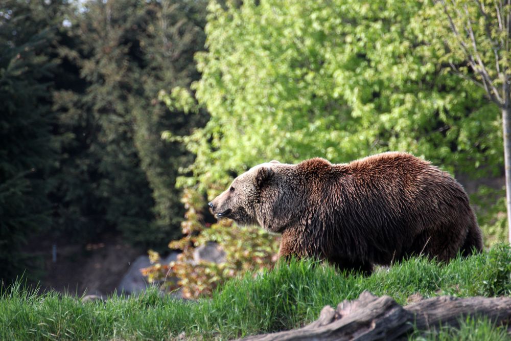 Kodiakbär