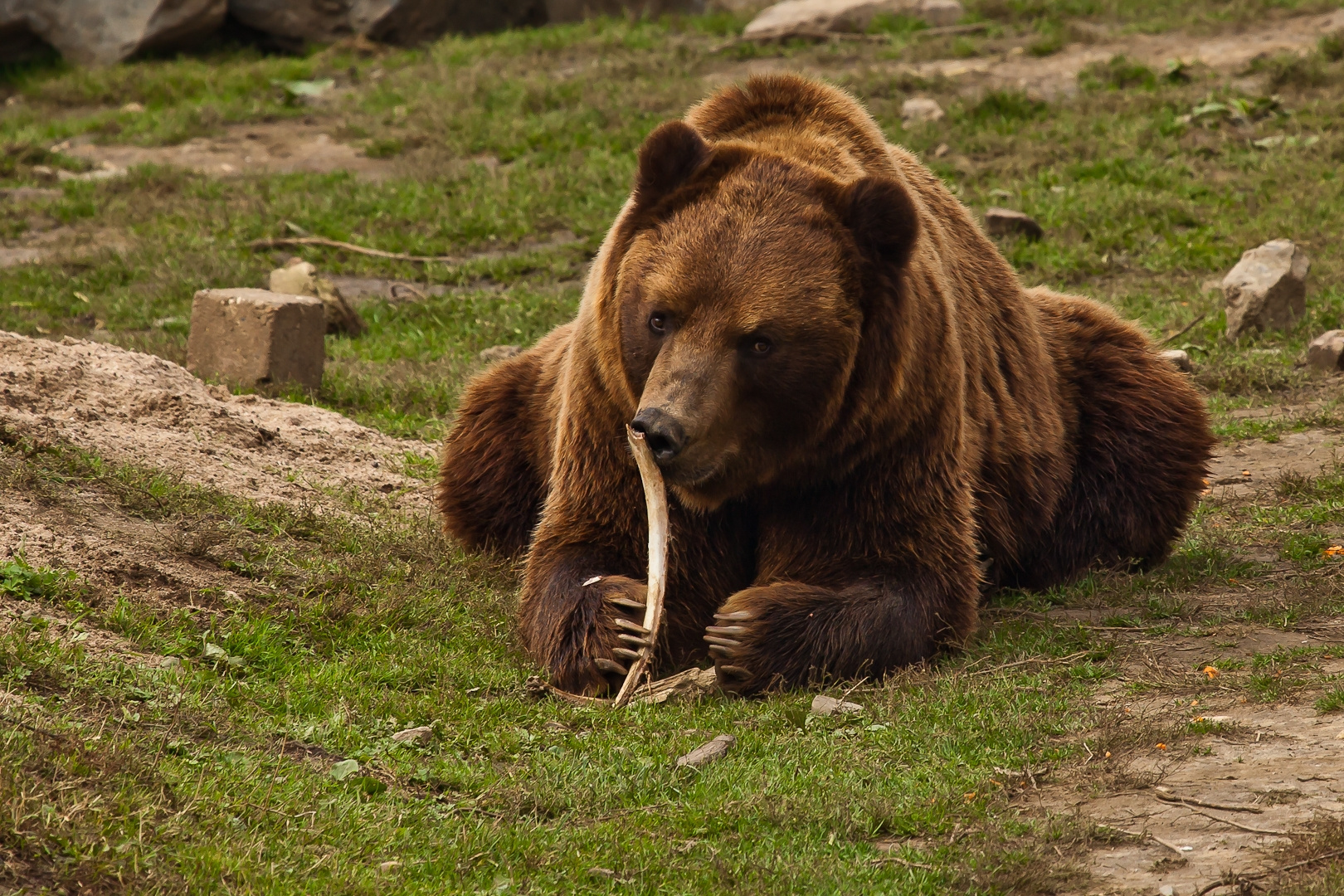 Kodiakbär