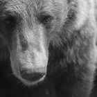 Kodiakbär im Wildpark wartet neben dem Futterrohr