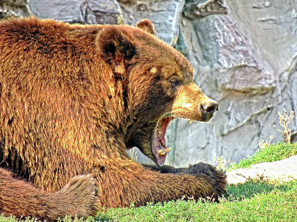 Kodiakbär in der *ZooM Erlebniswelt - Alaska*