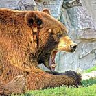 Kodiakbär in der *ZooM Erlebniswelt - Alaska*