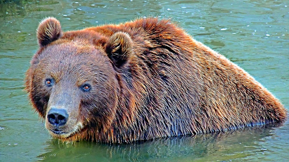 Kodiakbär in der *ZooM Erlebniswelt* Gelsenkirchen