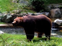 Kodiakbär in voller Größe