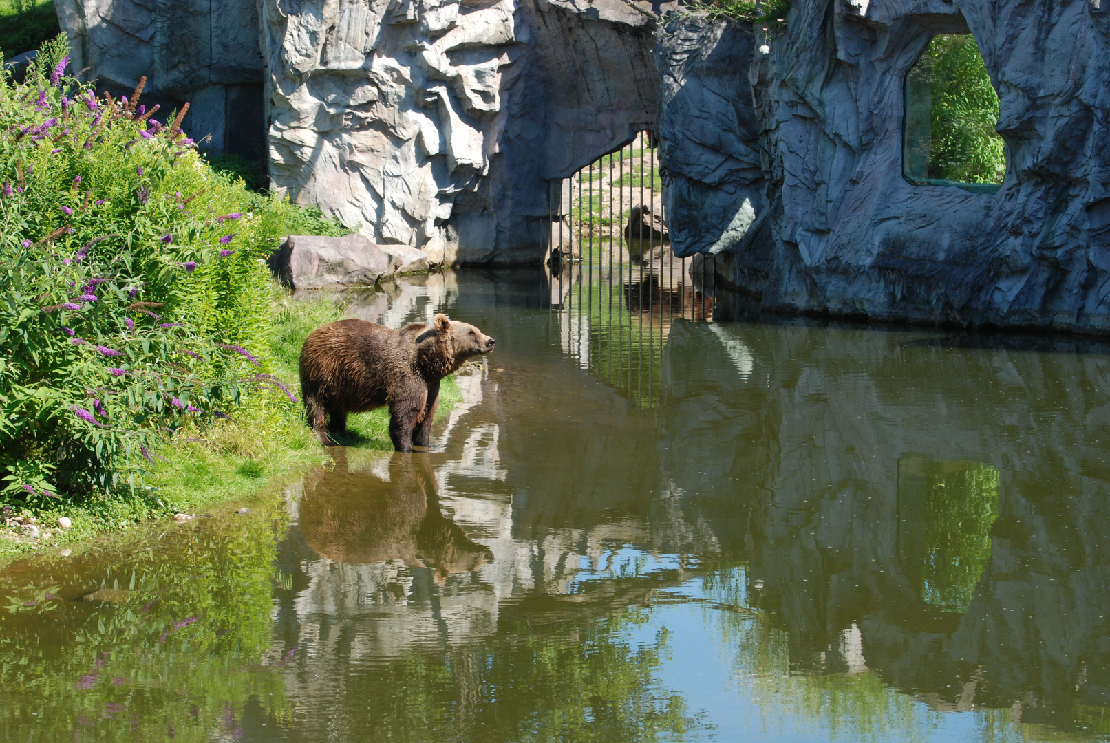 Kodiakbär in Zoom erlebniswelt