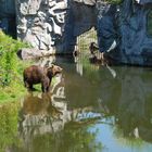 Kodiakbär in Zoom erlebniswelt