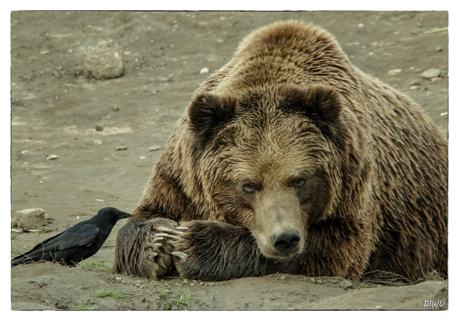 Kodiakbär und mutiger Störenfried