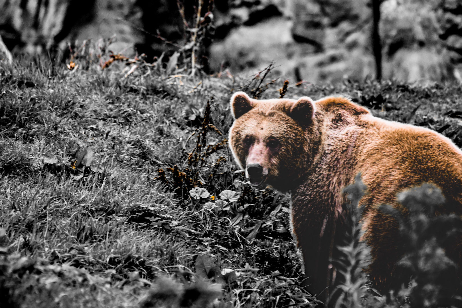 Kodiakbär (Ursus arctos middendorffi)