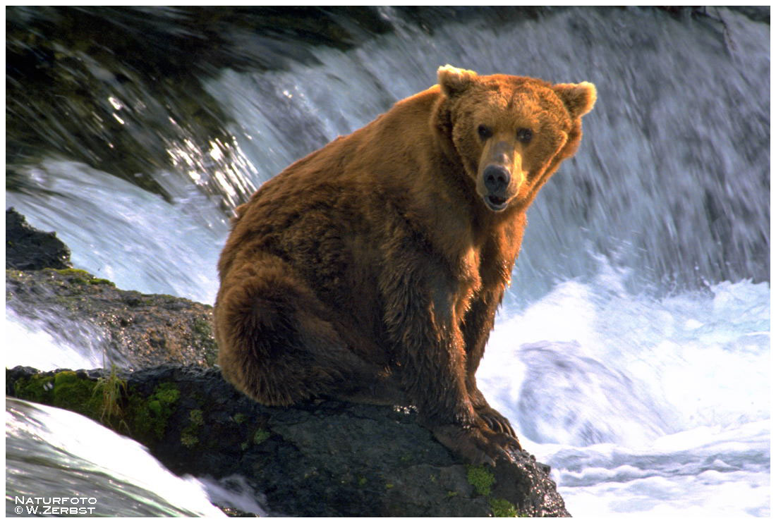 - Kodiakbär - ( Ursus artctes )