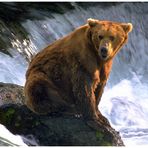 - Kodiakbär - ( Ursus artctes )