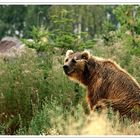 Kodiakbär, ZOOM-ERLEBNISWELT Alaska