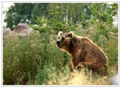 Kodiakbär, ZOOM-ERLEBNISWELT Alaska