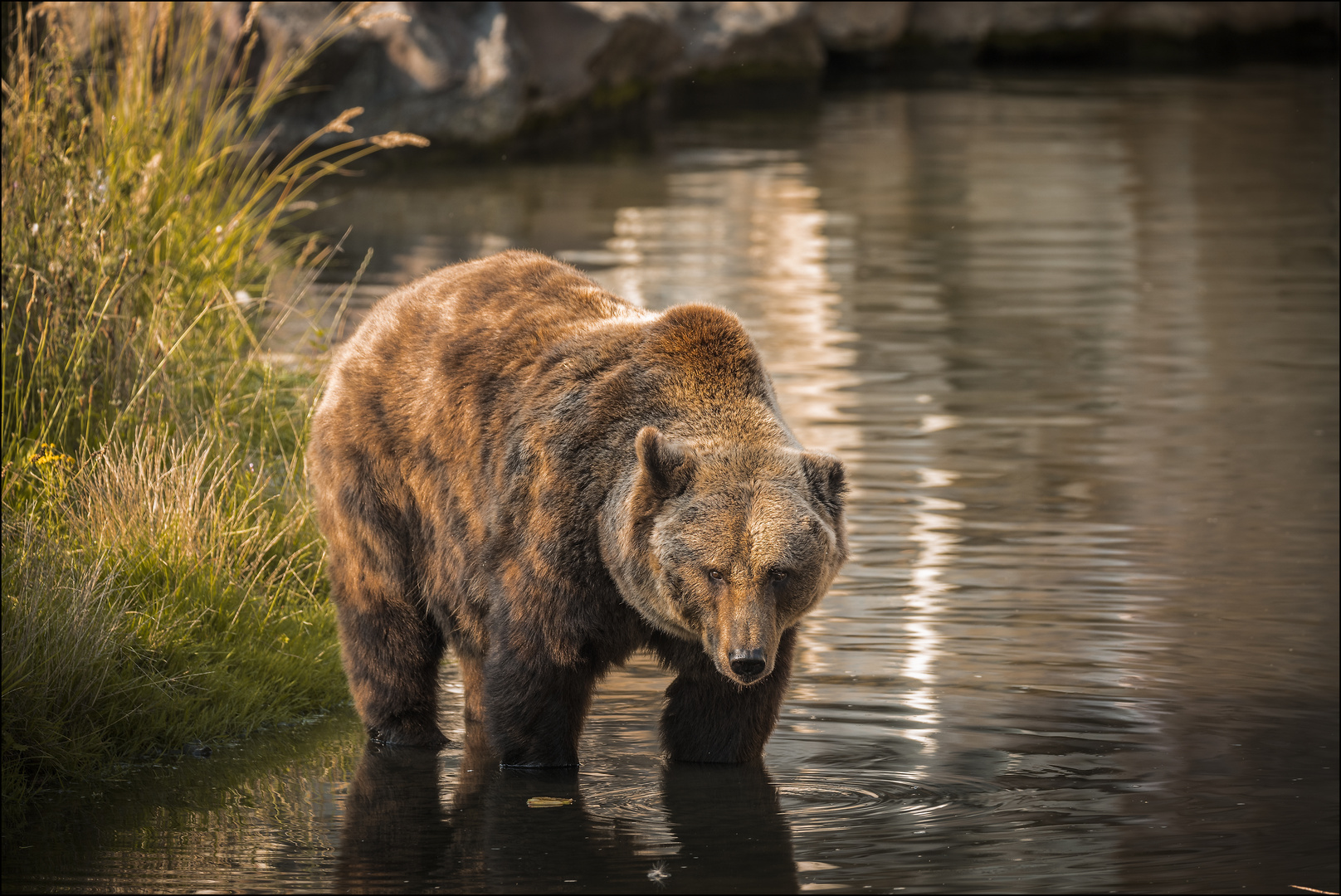 Kodiakbär Zoomwelt Gelsenkirchen