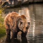 Kodiakbär Zoomwelt Gelsenkirchen