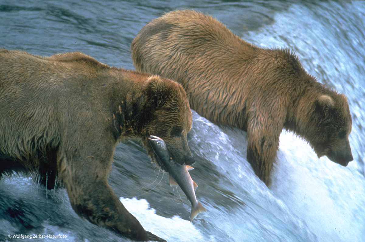 Kodiakbären beim Lachs fangen.