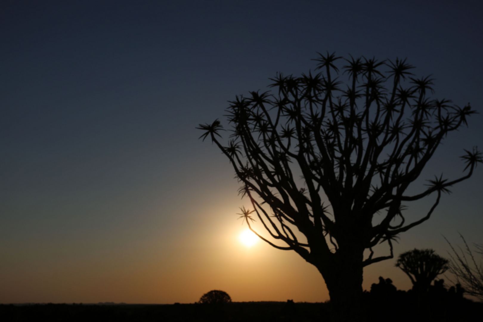 Köcher-Baum