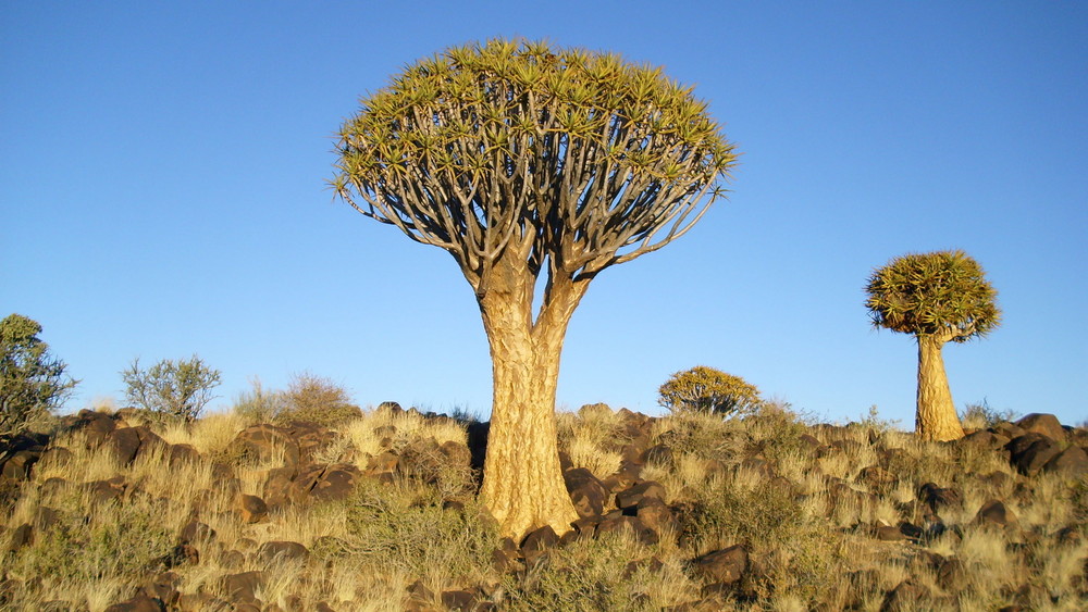 Köcherbäume aus Namibia