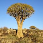 Köcherbäume aus Namibia